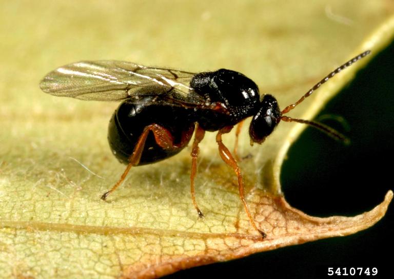 adult gull wasp